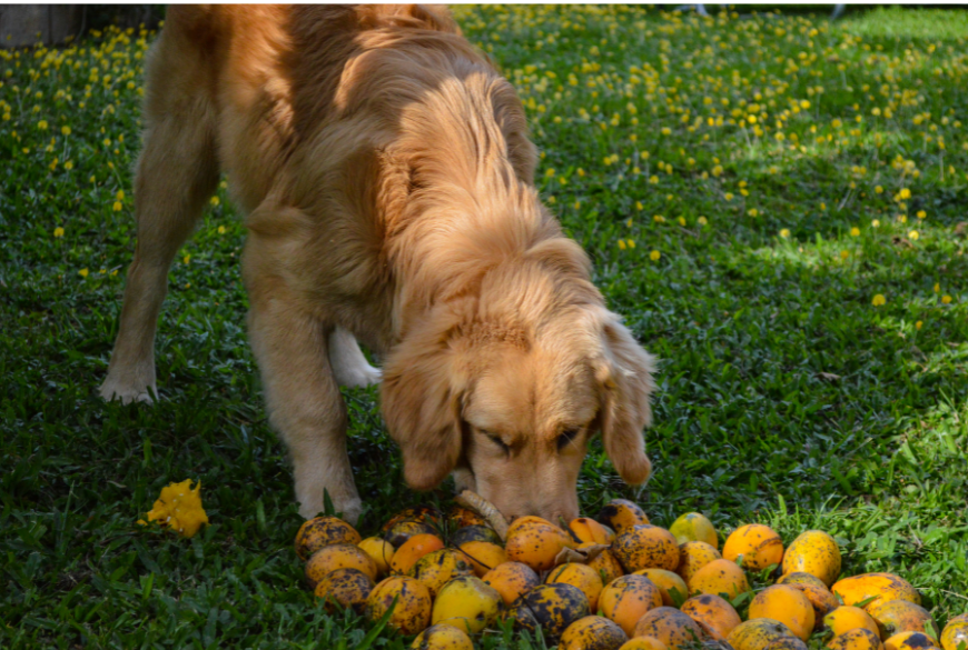 Can Dogs Eat Mango? Unveiling the Sweet and Nutritious Treat for Dogs