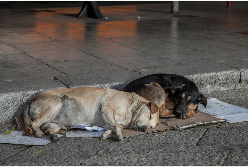 Saving Stray Dogs from Road Accidents and How You Can Make a Difference