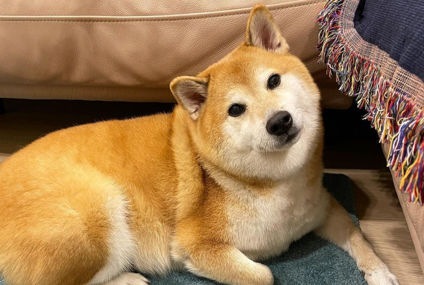 Remembering Cheems: The Iconic Shiba Inu Meme Dog Who Touched Hearts