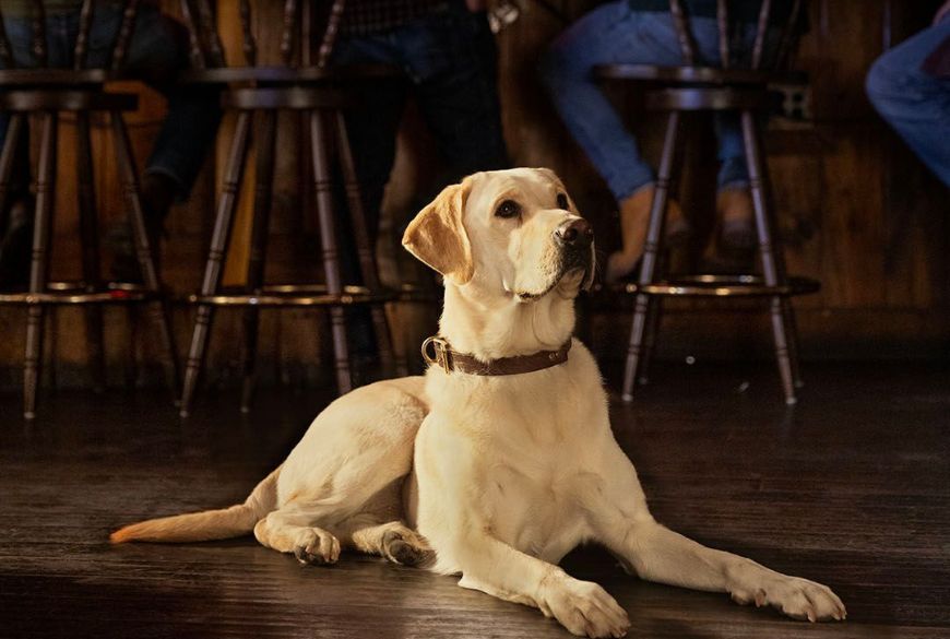 Roy HawnRussell The Furry Face of Budweiser's Super Bowl Commercial